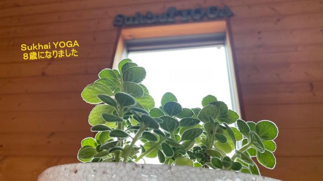 .
【HP更新しました】
http://sukhaiyoga.com/news/
.
本日は39(thank you)の日
Sukhai YOGA、8歳です✨
.
といっても実感ゼロ。
2年後にリニューアル、というより
リモデリングの勢いで準備中ゆえ
スタジオ機能をお休みしています。
.
はからずも世の中まで
止まらざるを得ない状況ですが
ちゃんと土の中で
じわじわ前へ進んでいます。
.
じきにブハッと地上に顔出しますので
ちょっと待っててください。
.
引き続きよろしくお願い申し上げます。
.
#8周年 
#thankyouの日
#絶賛リモデリング中
